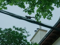 -海底捞火锅(天一广场亚细亚店)