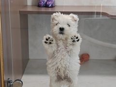 -翊宠yipet猫狗购宠庄园