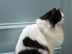 -安格丽娜·狗咖·猫咖羊驼咖(春熙路百盛商场店)