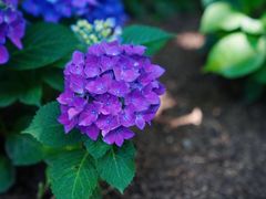 -上海滨江森林公园