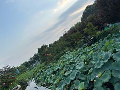 -静之湖湖畔餐厅