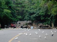 -燕塞湖鸟语林景区
