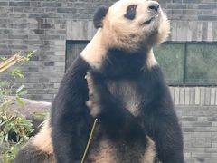 -都江堰中华大熊猫苑