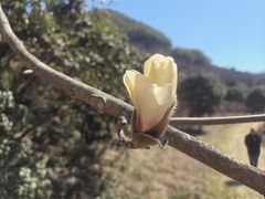 -新建村梅花