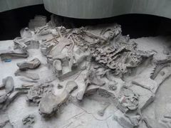 -自贡恐龙博物馆