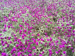 -松山湖梦幻百花洲