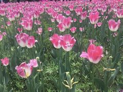 -长春公园(普阳街道)