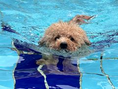 -趣玩宠物乐园寄养训犬训狗游泳池