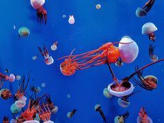 -成都浩海立方海洋公园