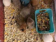 -钓仓鼠(洋桥北里小区店)