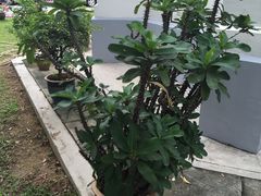 -圣马利亚座堂