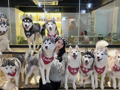 -Husky Go! 哈士奇体验馆·宠物咖啡厅狗咖