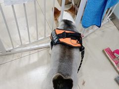 -宠福鑫康馨动物医院·骨科·眼科