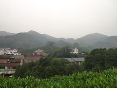 -龙井村