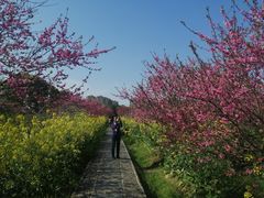 -南汇桃花村