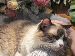 -李小姐の猫咖啡馆(五角场店)