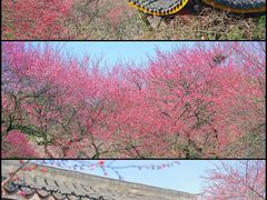 -杭州植物园