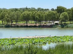 -北京麋鹿生态实验中心