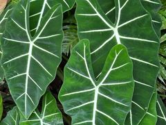 -深圳仙湖植物园