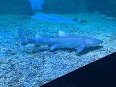 -泉城欧乐堡海洋极地世界