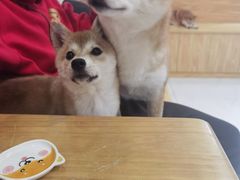 -柴源莊·柴小宠柴犬咖啡