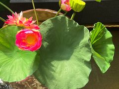 -单家老院·院子里的青岛菜(沙子口店)