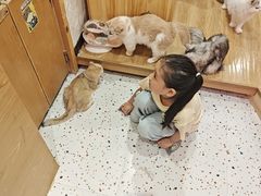 -滚猫咖啡·猫咖·猫友好撸猫(未来城店)