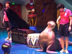 -烟台海昌鲸鲨海洋公园