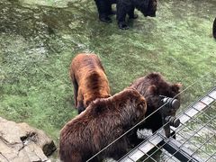 -深圳野生动物园