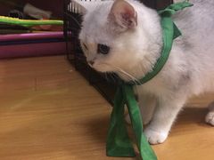 -翊宠yipet猫狗购宠庄园犬舍•猫舍