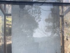 -香雪海