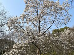 -蠡湖中央公园