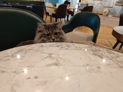 -遇见羊驼·奶狗咖·布偶猫咖·法斗柯基柴犬阿拉斯加(春熙路太古里IFS店)