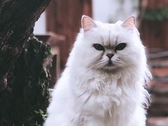 -喵屿·大理花园猫咖