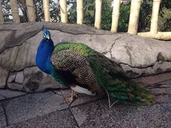 iphone_upload_pic-百鸟园