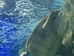 -上海海洋水族馆