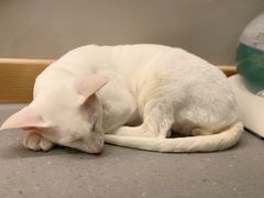 -飞行喵MR PILOT|猫舍·猫咖(静安大融城店)