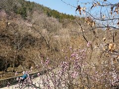 -北京鹫峰国家森林公园