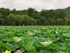 -西湖游船