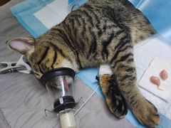 -御宝贝·A梦猫科宠物医院(国际猫友好医院)
