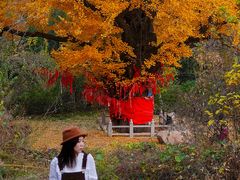-遵化市禅林寺古银杏风景园