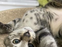 -爱侣宠医·鹦鹉专科·小型哺乳类·异宠专科(灵石路店)