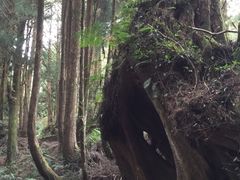 -阿里山神木遗迹