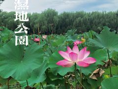 -东郊湿地公园