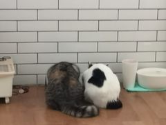 -喜多萌中农锦绣动物医院24H·猫科·牙科MRI·CT