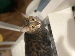 -猫大福·Fortune Cat猫舍(百子湾店)