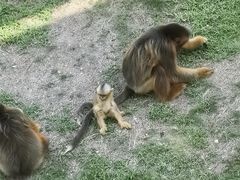 -西霞口神雕山野生动物世界