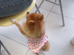 -怪兽屋·羊驼·猫咖·狗咖(俊华广场店)