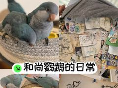 -吉丁鸟咖·异宠·寄养