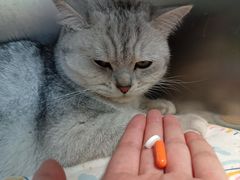 -伟伟宠物医院·CT影像中心·瑞派犬猫综合性门诊(汉口总院)